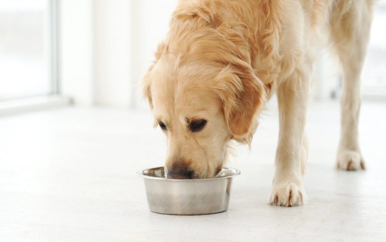 Cranswick signs deal with Pets at Home following solid annual results