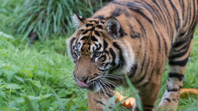 Man found dead at zoo after big cat seen ‘holding a shoe in its mouth’