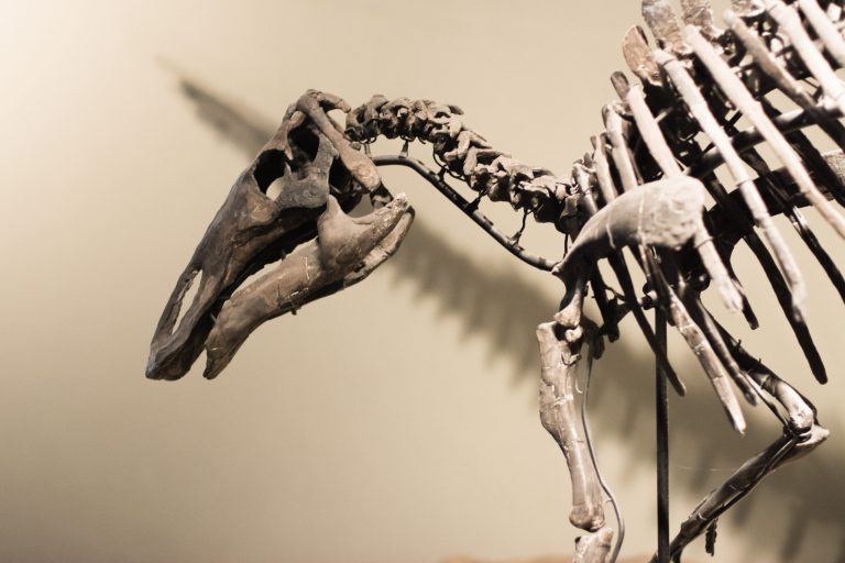 Ken Griffin’s $44.6 million stegosaurus skeleton acquisition sets auction record