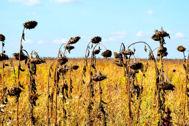 Romanian heatwave triggers severe drought, wipes out 90% of sunflower, corn yields